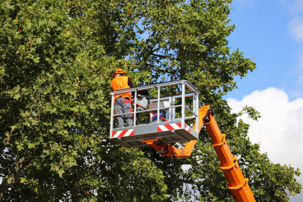 How Our Tree Care Process Works  in Harbor Bluffs, FL